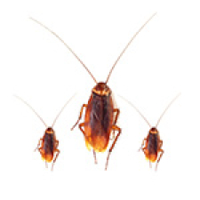 Pinellas Commercial Pest Control