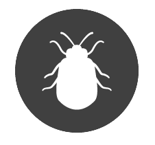 Bed Bugs Removal Services