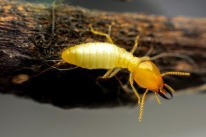 Subterranean Termites Services