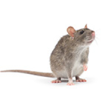 pinellas Commercial Pest Control Services