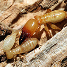 termite-damage-pinellas