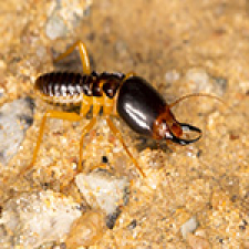 termite-removal-services-pinellas