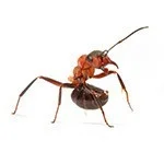 red ants