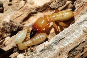 Residential Termite Services