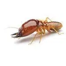 termite-larva
