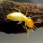 red ants