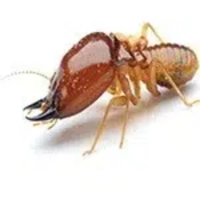 termitebig