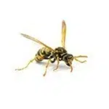 wasps