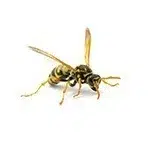 wasps
