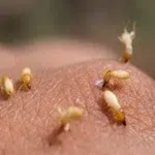 wasps