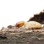 cockroach