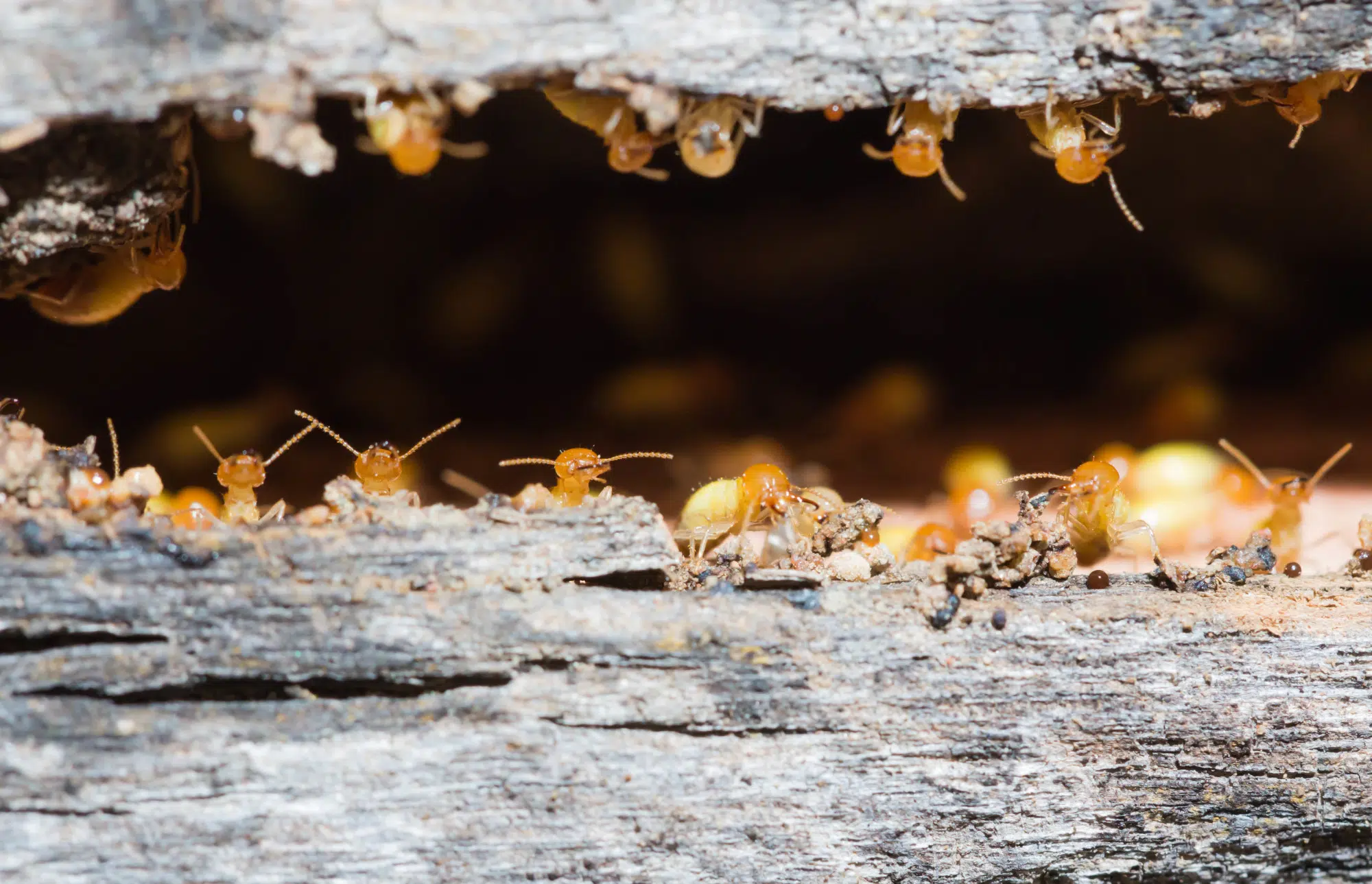 termite swarm season
