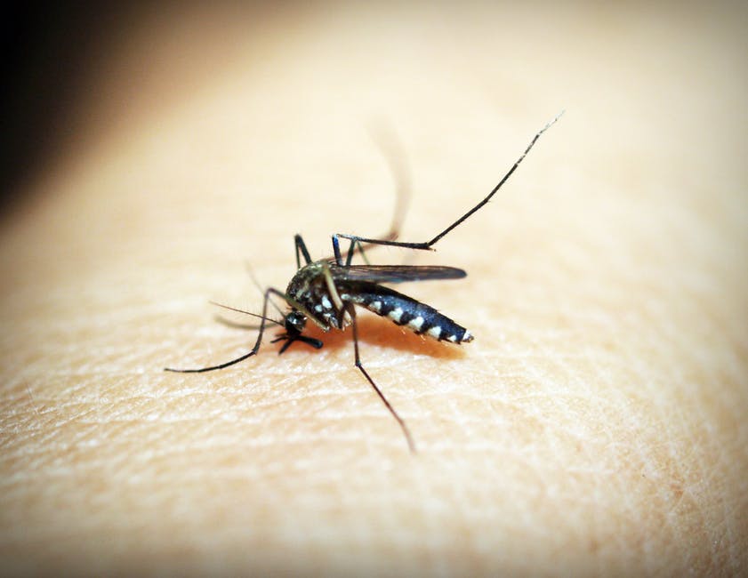 Prepare for Florida Mosquito Season Brantley Termite & Pest Control