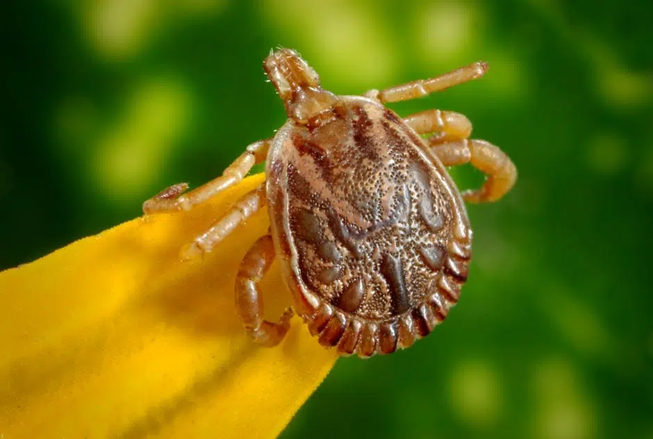 flea vs tick