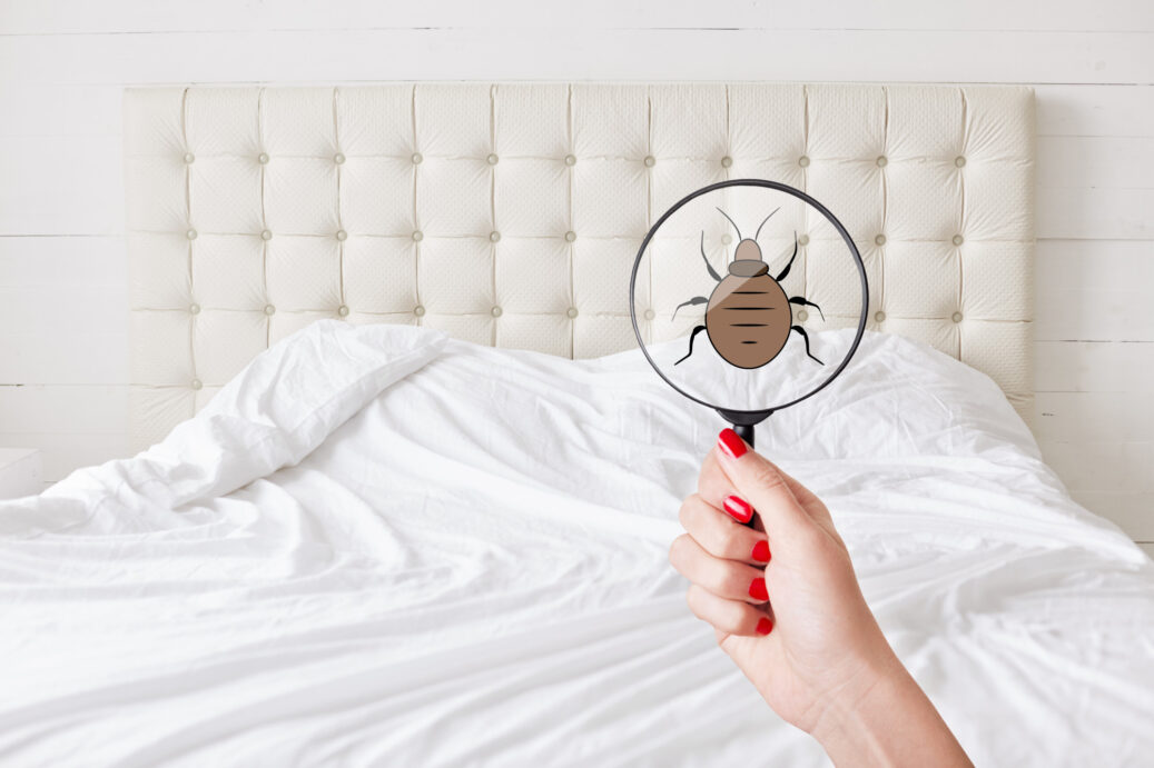 how to deal with bed bugs