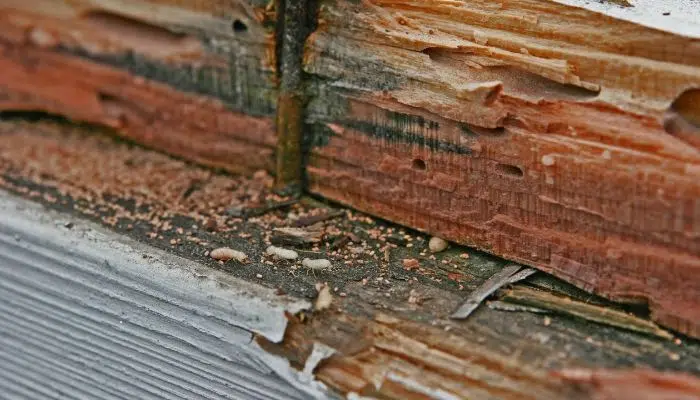 Termite infestation signs