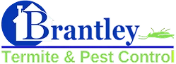 termites clearwater