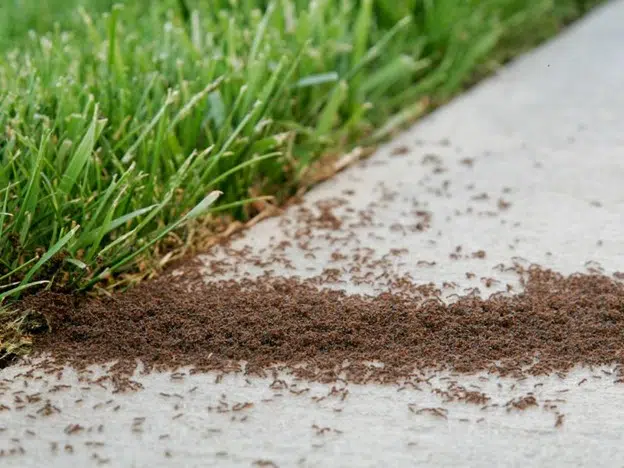 Prevent Pest Infestations
