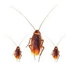 cockroach