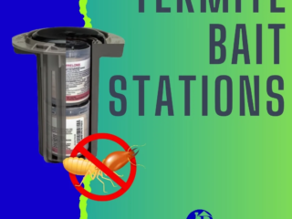 Termite damage signs