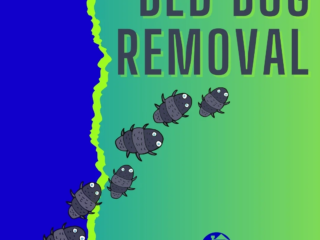 bed bug removal