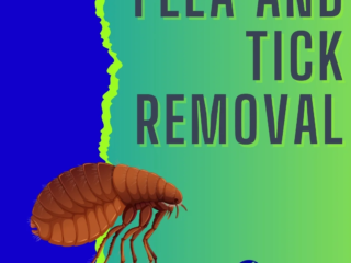 flea and tick removal