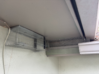 Termite service photo