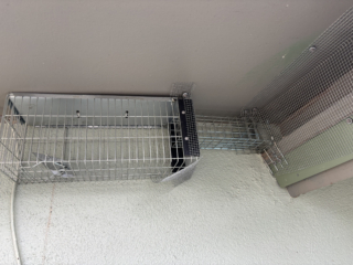 Termite protection plan