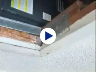Rodent