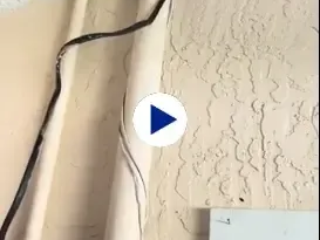 Rodent