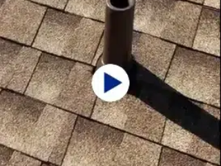 Rodent