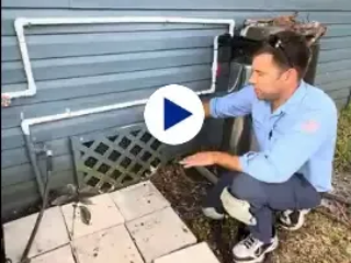Rodent