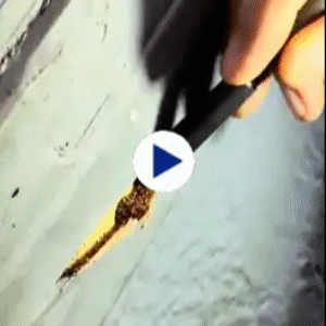 Subterranean termite