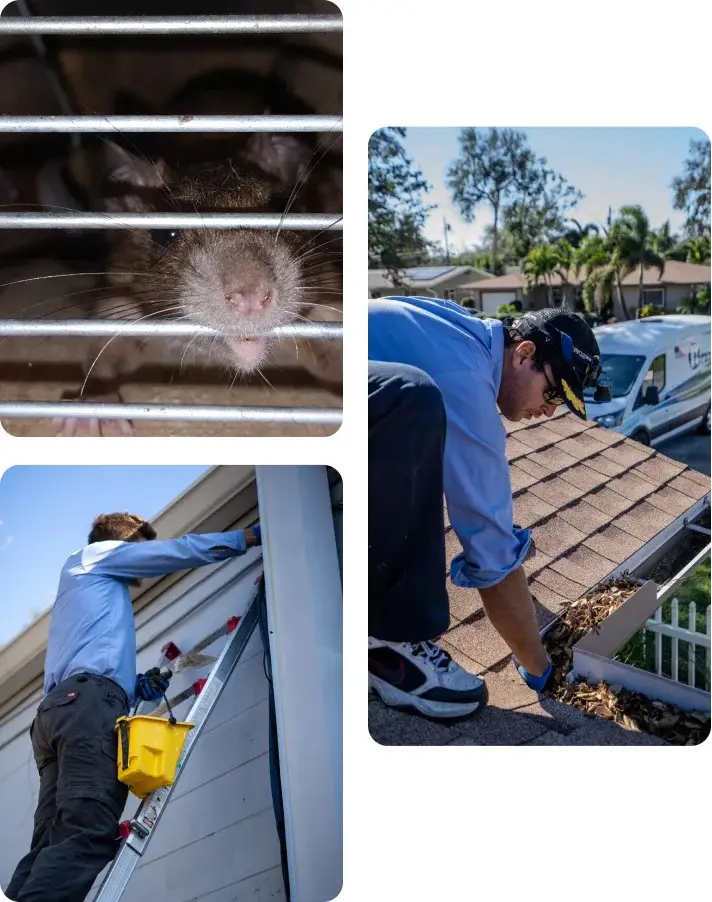 Warning Signs of Rodent Infestations in Pinellas Homes